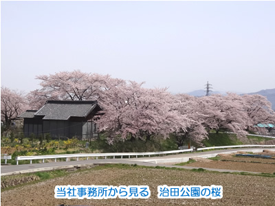 会社から見た治田公園の桜